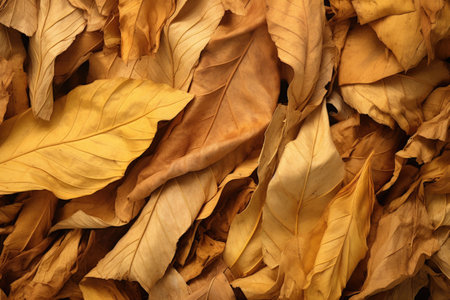 Close up of high quality tobacco big leaf on a dry backgroundの素材