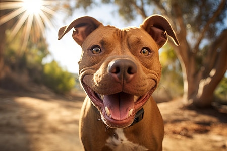 Red Pit Bull Terrier mixed breed dog happily panting while facing the cameraの素材