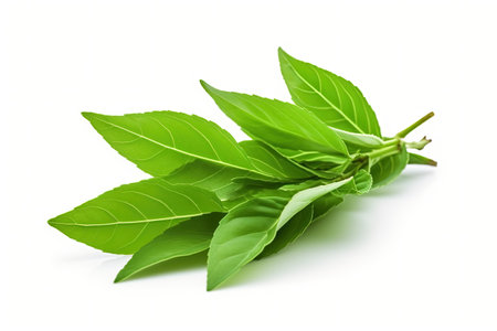 Isolated green tea with leaf on white backgroundの素材
