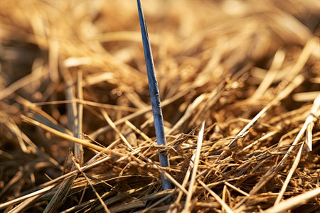 Magnified view of needle in haystackの素材