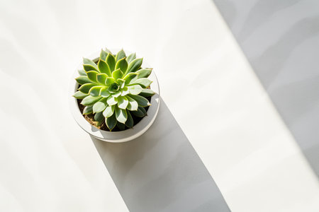 Summer succulent in a pot sunny with shadows on podium Top view gray backgroundの素材