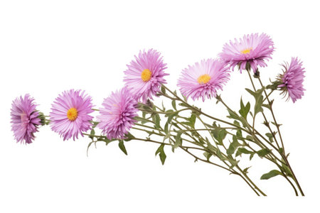 Dried aster flowers on stem with leaves isolated on white For scrapbooking floristry or herbariumの素材