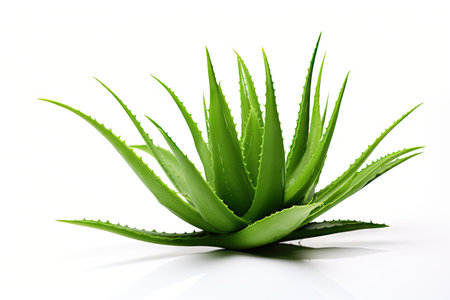 Isolated white background with green aloe vera plantの素材