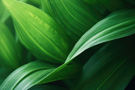 Close up of a tropical plant with flowing lines of leaves creating an abstract and natural floral baの素材