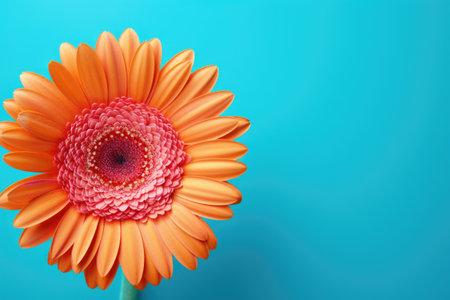 Close up of Gerbera flower on turquoise background Macro photography Gerbera flower card Natural romの素材