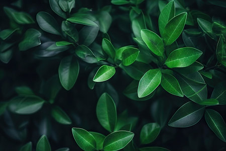 Dark green leaves in a garden represent the natural environment ecology and greeneryの素材