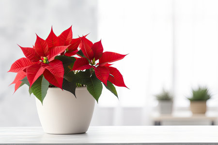 Christmas flower: poinsettia on white table, space for text.の素材