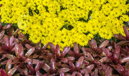 Flowers are on display in the Exhibition Building の写真素材