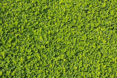 plants and small flowers in the garden の写真素材