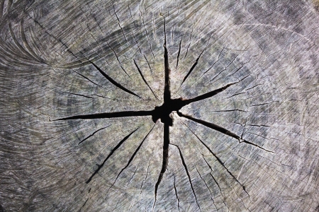 wood texture on the old log の写真素材