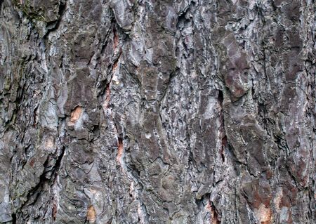 Pine tree bark, solid background.の写真素材