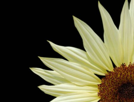 Yellow/white flower close-up isolated on black の写真素材