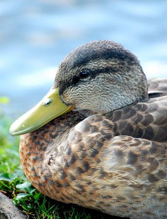 Black duck head close-up の写真素材