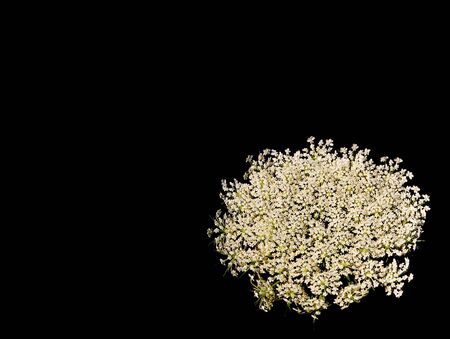Queen Anne's lace isolated on black の写真素材