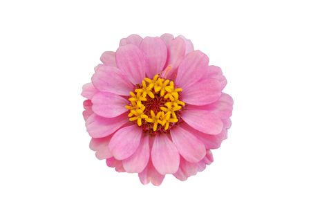 Zinnia dwarf thumbelllina isolated on whiteの写真素材