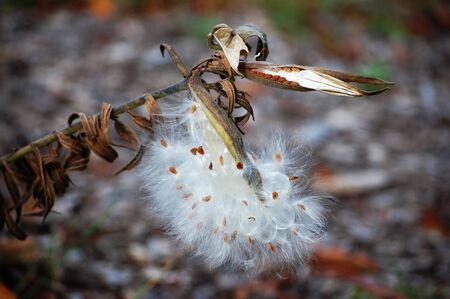 Butterfly milkweed seedpods open and closedの写真素材