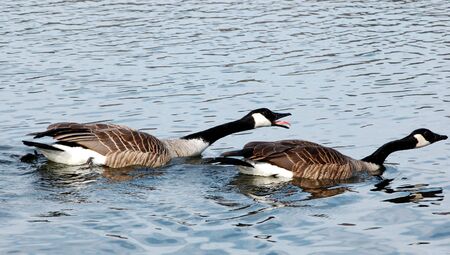 Angry Canada geese chasing after others in riverの写真素材