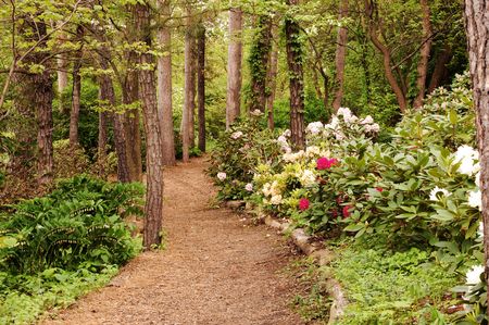 Path through park with rhododendra on one side, trees on otherの写真素材