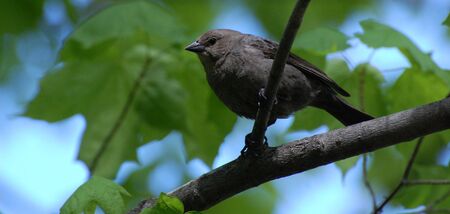 Chubby black sparrow-like bird on branch with blue sky and leaves in backgroundの写真素材