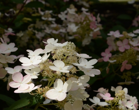 serene white and pink hydrangea flowers