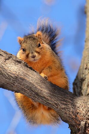 Squirrel on tree looking at youの写真素材