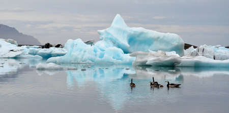 Geese swim paskt icebergs on Jokulsarlon, Iceland on June 18, 2015. The icebergs calved from the nearby Vatnajokull glacier.の写真素材