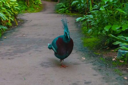 Colorful Blue Bird Walking On The Way