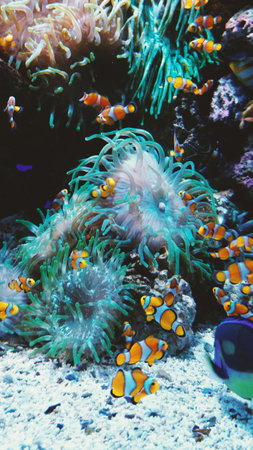 Beautiful tropical coral reef with small fishesの写真素材