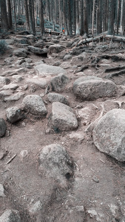 big boulders stones in the forest, pine tressの写真素材