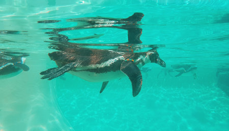 View penguins in the turquoise water in summer within zooの写真素材