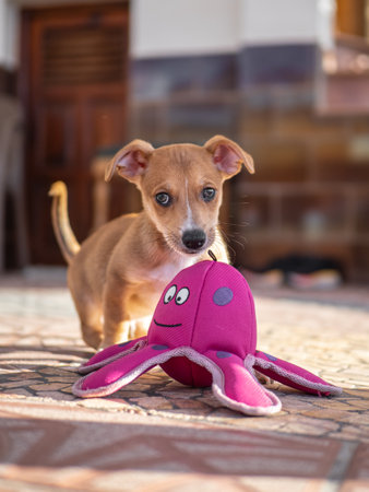 Miniature pinscher puppy playing with a toy mouse. The concept of pets love.の写真素材