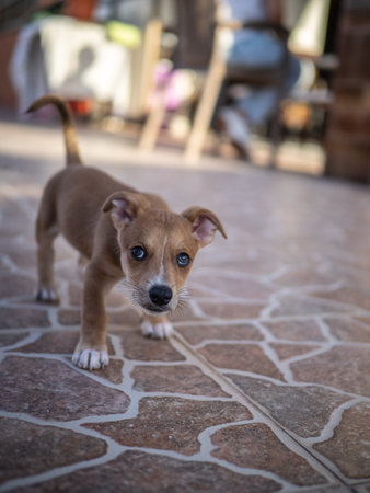 Cute puppy on the floor. Selective focus and small depth of field.の写真素材