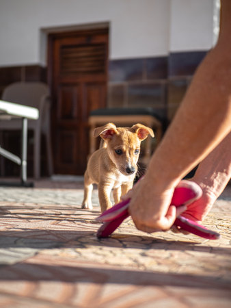 Cute little puppy playing with a pink shoe on the street.