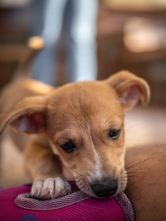 Cute little puppy sleeping on his owner's lap. Selective focus.