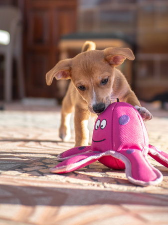 Jack Russell Terrier puppy playing with a toy in the backyard.の写真素材