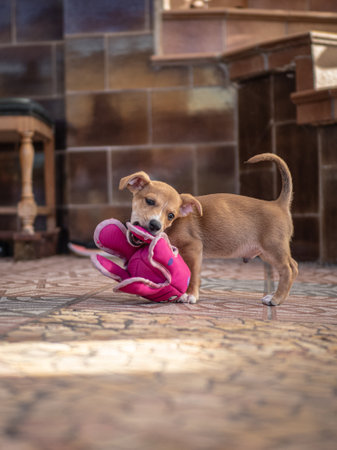 Little puppy playing with a toy on the terrace of the houseの写真素材