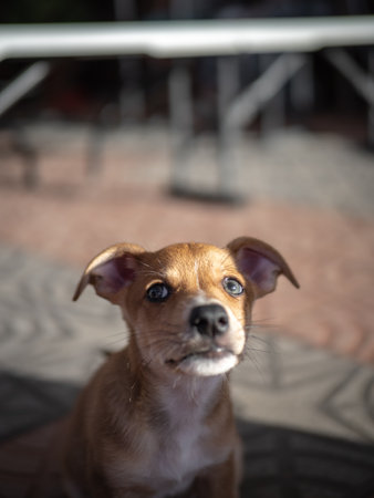 Puppy on the terrace of a coffee shop. Portrait