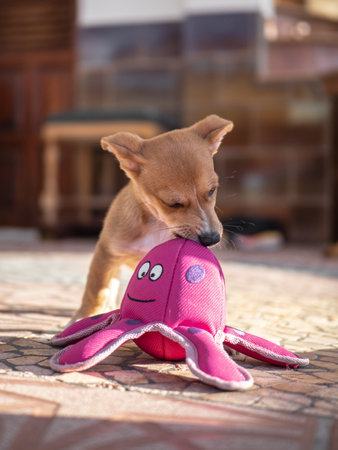 chihuahua puppy playing with a pink toy on the floorの写真素材