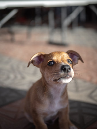 Chihuahua dog looking up. Selective focus and shallow depth of field.