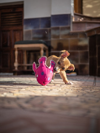 puppy playing with a ball.の写真素材