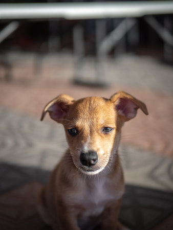Cute little puppy on the street. Selective focus. Toned.の写真素材