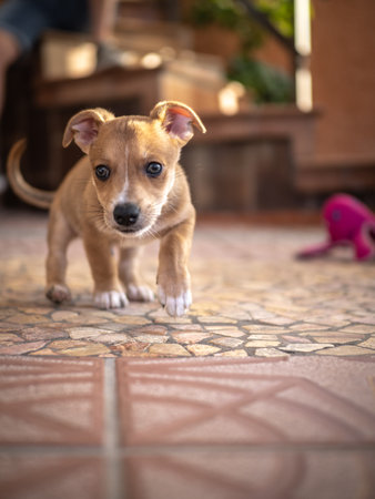 Puppy on the floor in the garden. Selective focus.