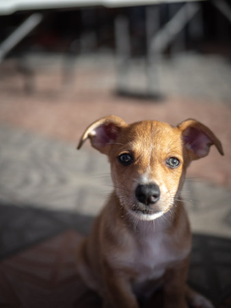 Portrait of a small dog on the background of the street.
