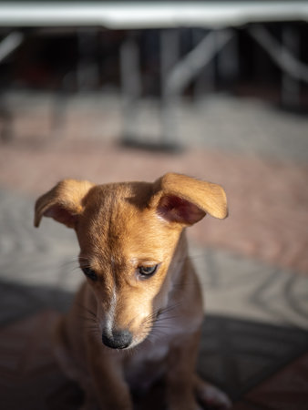 Puppy sad on the street. Selective focus and small depth of field.の写真素材