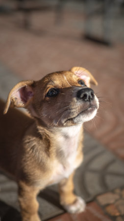 chihuahua dog looking to the side, close-upの写真素材