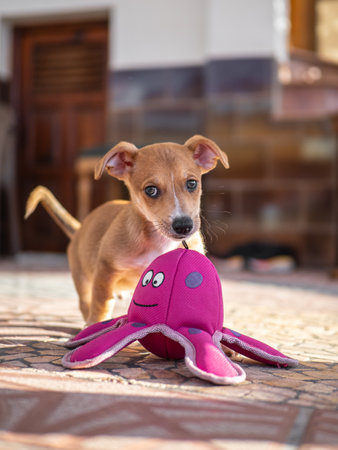 Funny puppy playing with a toy on the floor, outdoorの写真素材