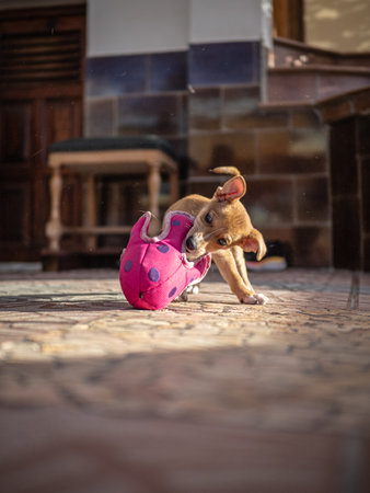 Cute puppy playing with a pink ball in the courtyard of the house
