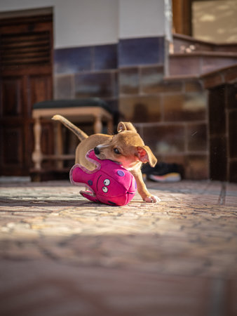 Cute little puppy sitting in a pink ballの写真素材