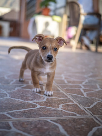 Cute puppy standing on the ground. Selective focus.の写真素材