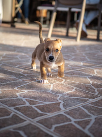 Cute puppy standing on the floor. Selective focus.の写真素材